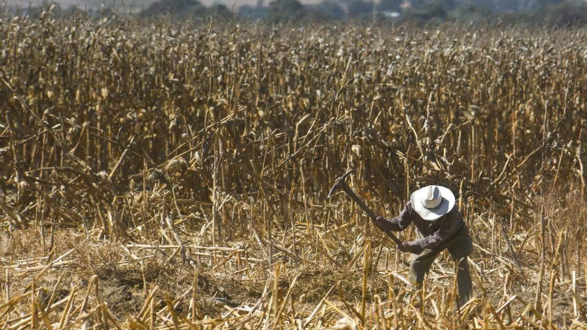 Agricultores en México